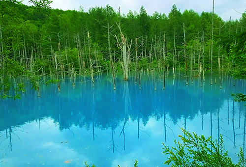 白金青い池